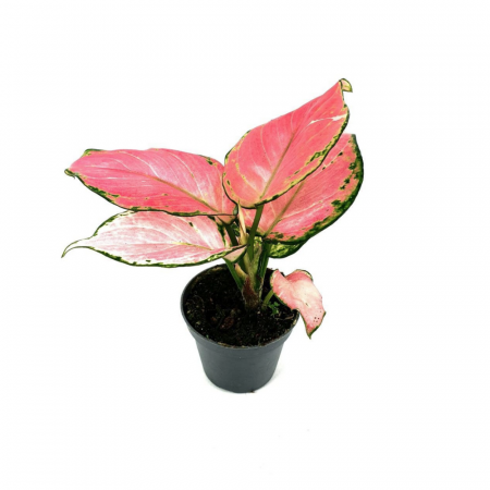 Aglaonema 'Red Dragon' [1]