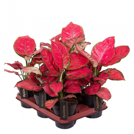 Aglaonema 'Red Joy' [1]
