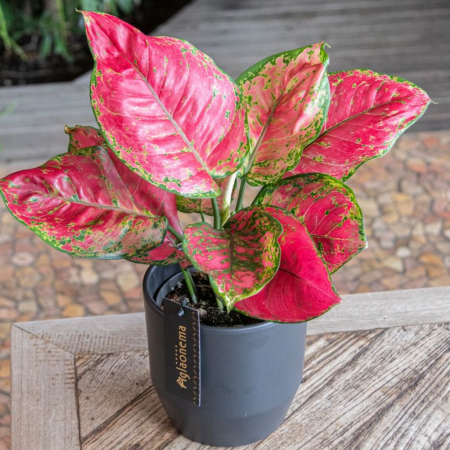 Aglaonema 'Red Joy' [2]