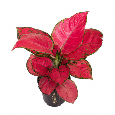 Aglaonema - Aglaonema 'Red Joy'