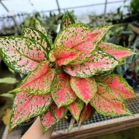 Aglaonema 'Red Valentine' [1]