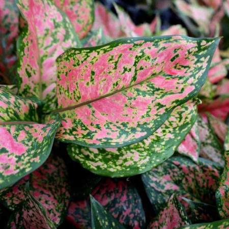 Aglaonema 'Red Valentine' [2]