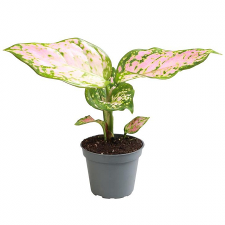 Aglaonema - Aglaonema 'Red Valentine'
