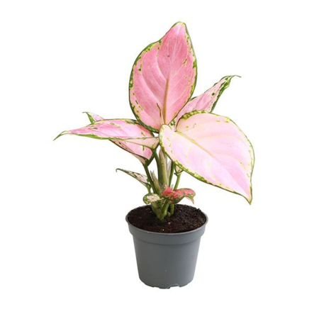 Plante de interior - Aglaonema 'Red Zircon' — frunze cu centru roșu-rubiniu și margini verzi, ghiveci Ø6cm Eufloria