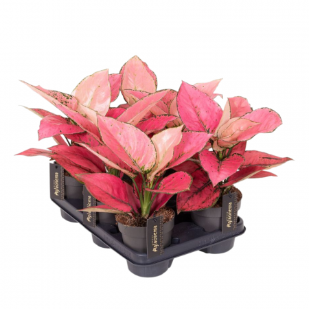 Aglaonema 'Rose Red' [1]