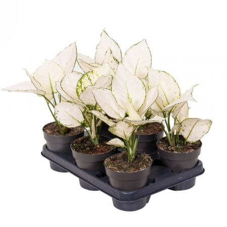 Aglaonema 'White Joy' [1]