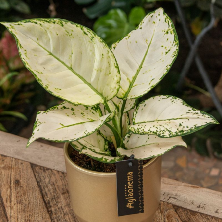 Aglaonema 'White Joy' [2]