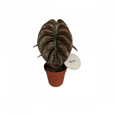 Plante de interior - Alocasia cuprea 'Red Secret'