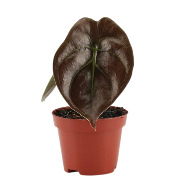 Alocasia - Alocasia cuprea 'Red Secret'