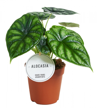 Plante de interior - Alocasia 'Dragon Scale'