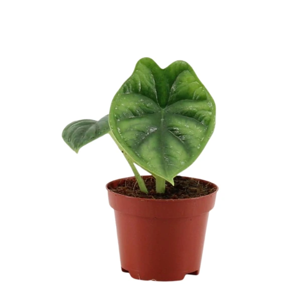 Alocasia - Alocasia 'Dragon Scale'