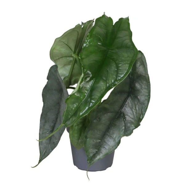 Alocasia heterophylla 'Dragon's Breath' [1]