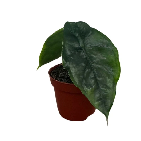 Alocasia - Alocasia heterophylla 'Dragon's Breath'