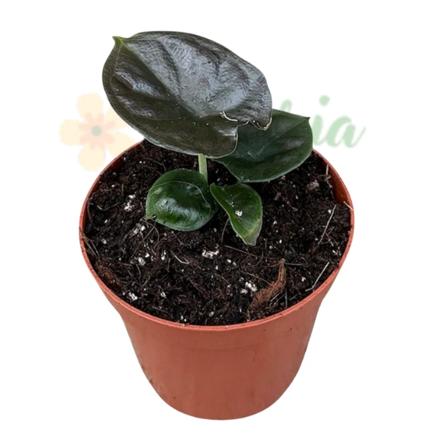 Alocasia Infernalis 'Black Magic' [2]