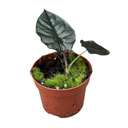 Alocasia - Alocasia Infernalis 'Black Magic'
