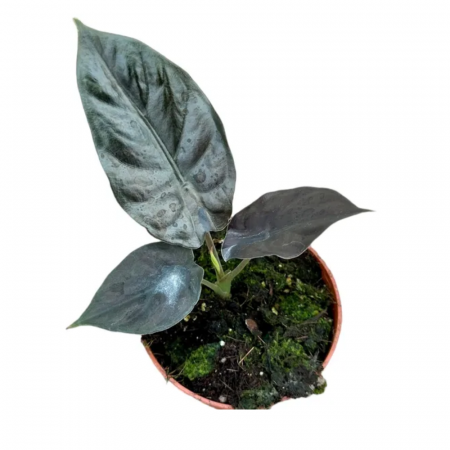 Alocasia Infernalis 'Black Magic' [1]