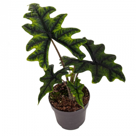Alocasia Jacklyn în ghiveci – frunze tăiate, verzi, nervuri accentuate [2]