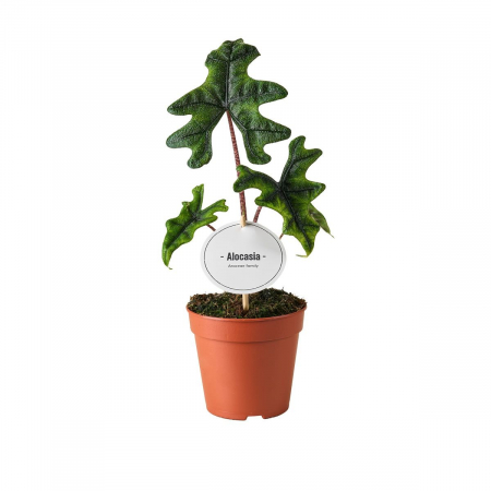 Alocasia - Alocasia Jacklyn în ghiveci – frunze tăiate, verzi, nervuri accentuate