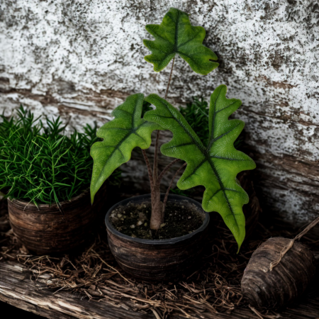 Alocasia Jacklyn în ghiveci – frunze tăiate, verzi, nervuri accentuate [3]