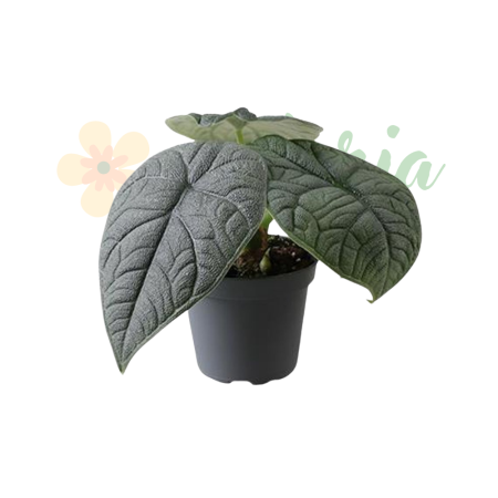 Plante speciale - Alocasia melo D6cm — specie rară aroidee Borneo