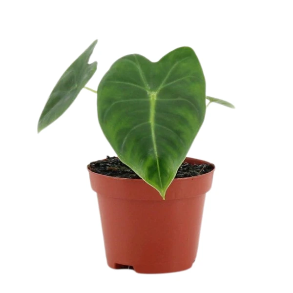 Alocasia - Alocasia micholitziana 'Frydek'
