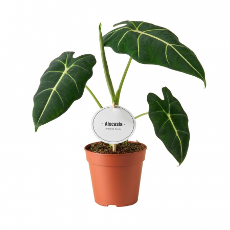 Alocasia micholitziana 'Frydek' [1]