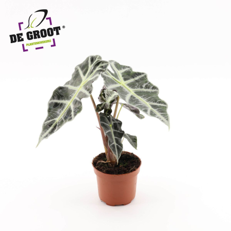 Plante de interior - Alocasia 'Polly' D6
