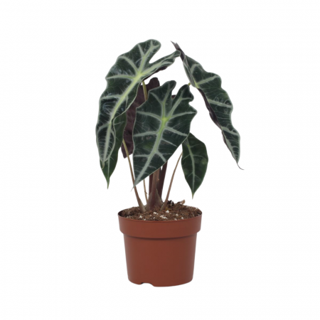 Alocasia - Alocasia 'Polly' D6