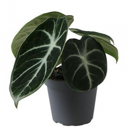 Alocasia - Alocasia Ninja în ghiveci - frunze închise, catifelate