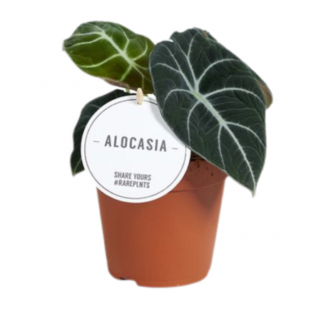 Alocasia - Alocasia Ninja în ghiveci - frunze închise, catifelate