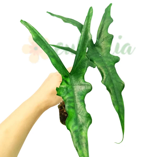 Alocasia sp. Sulawesi 'Sabrina Narrow' (Narrow Jacklyn) [1]