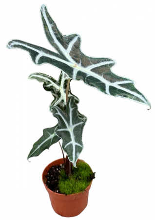 Alocasia sanderiana 'Nobilis' [1]