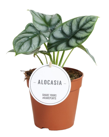 Alocasia - Alocasia Silver Dragon - rare plant with textured silver leaves and contrasting dark green veins