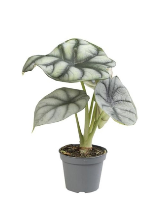 Plante de interior - Alocasia Silver Dragon - plantă rară cu frunze argintii texturate și nervuri verde-închis contrastante