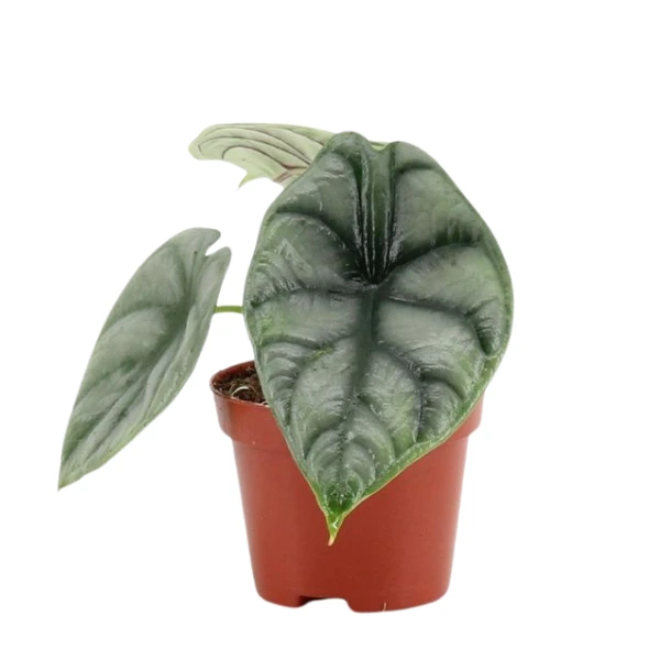 Alocasia Silver Dragon - plantă rară cu frunze argintii texturate și nervuri verde-închis contrastante [1]