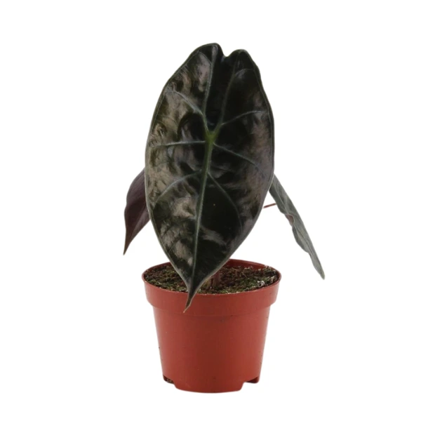 Alocasia - Alocasia suhirmaniana 'Red Petiole'