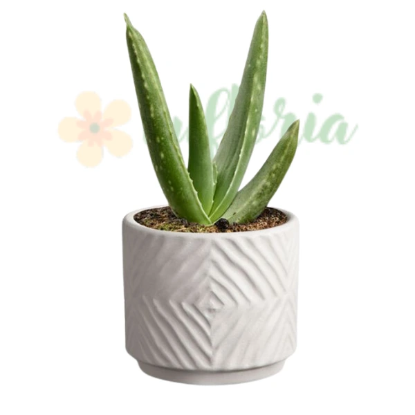 Aloe Vera - Aloe Vera D7