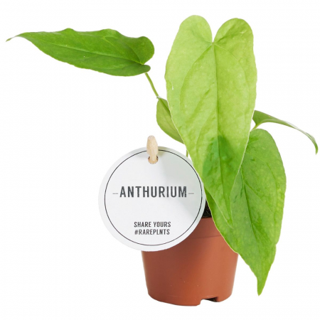 Anthurium - Anthurium Balaoanum în ghiveci, frunze lanceolate lucioase