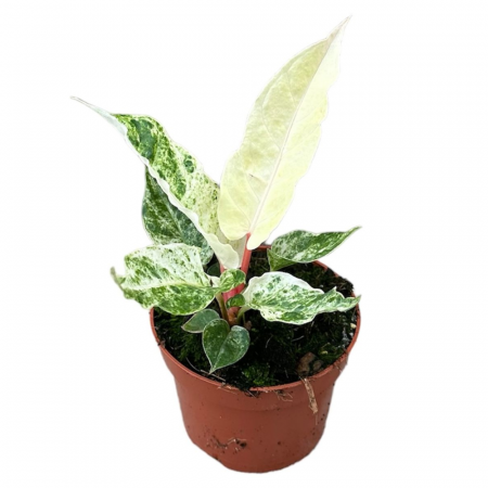 Anthurium - Anthurium Bonplandii 'Variegata'