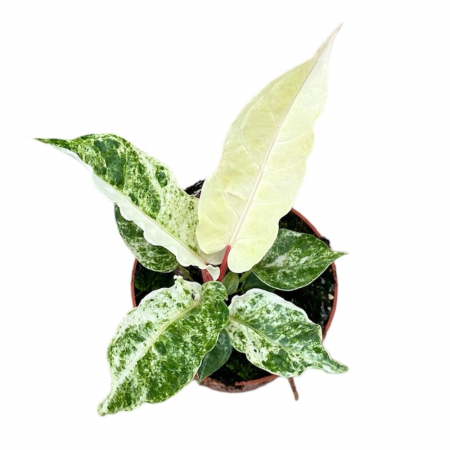 Anthurium Bonplandii 'Variegata' [1]