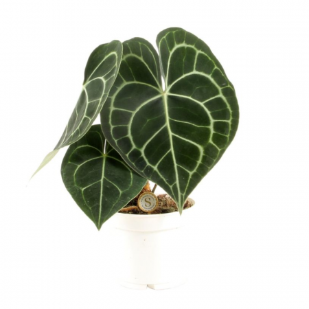 Anthurium clarinervium [1]