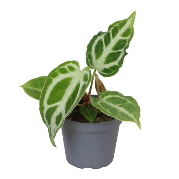 Anthurium - Anthurium crystallinum 'Crystal Hope'