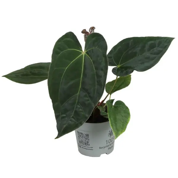 Plante speciale - Anthurium 'Dark Phoenix'