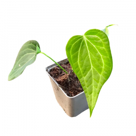 Anthurium - Anthurium 'Delta Force'
