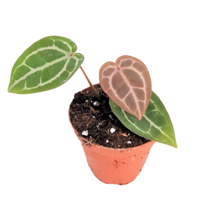 Plante speciale - Anthurium 'Docblock Michelle' D9