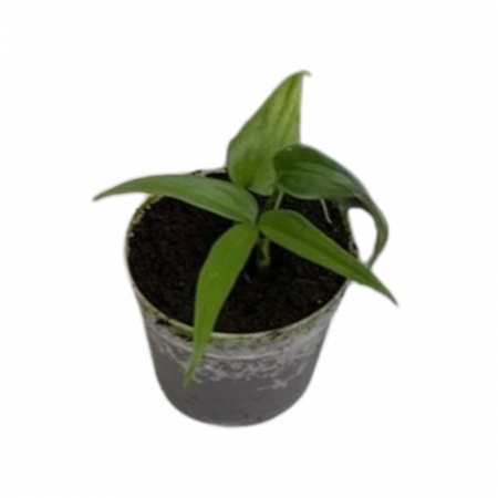 Anthurium - Anthurium eminens