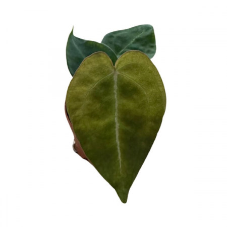 Anthurium - Anthurium forgetii