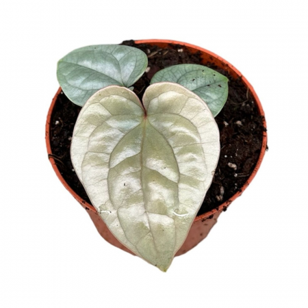 Anthurium - Anthurium luxurians