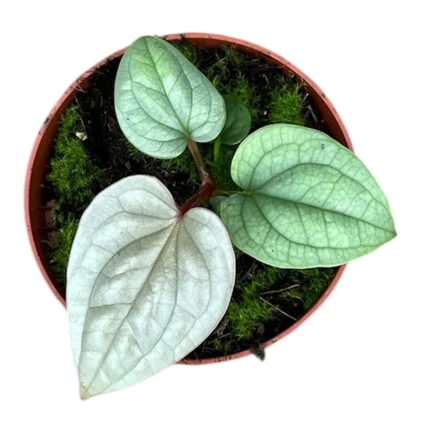 Anthurium luxurians [5]