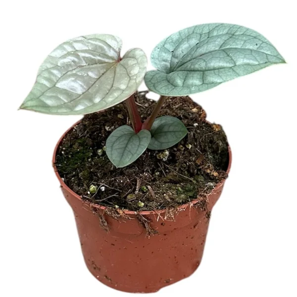 Anthurium luxurians [3]